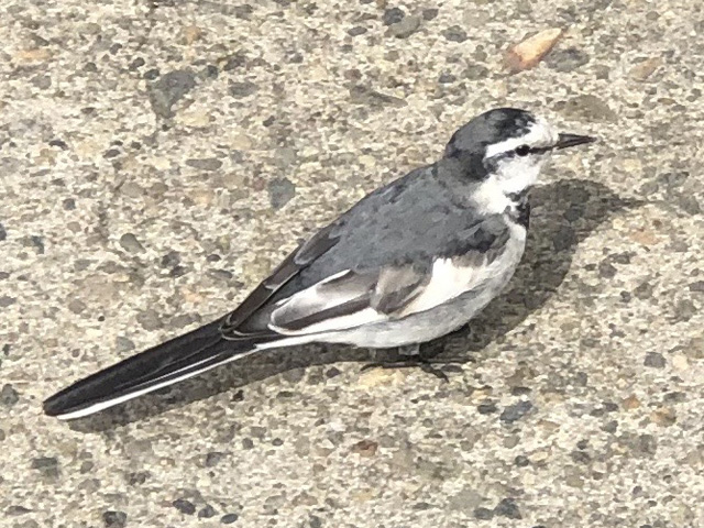 鶺鴒鳴
