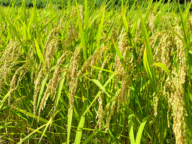 Le riz mûrit