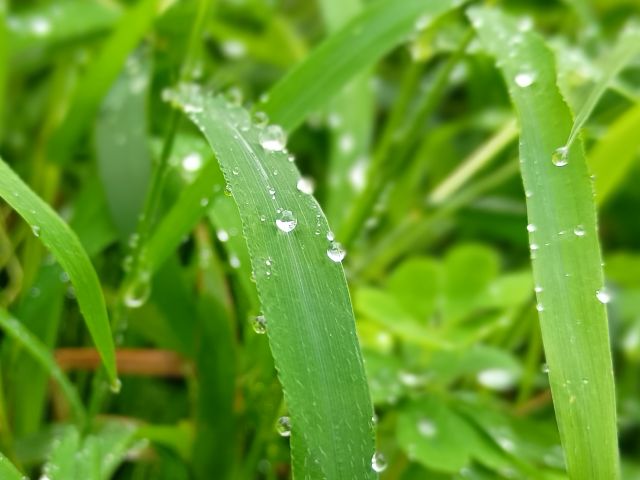 草露白